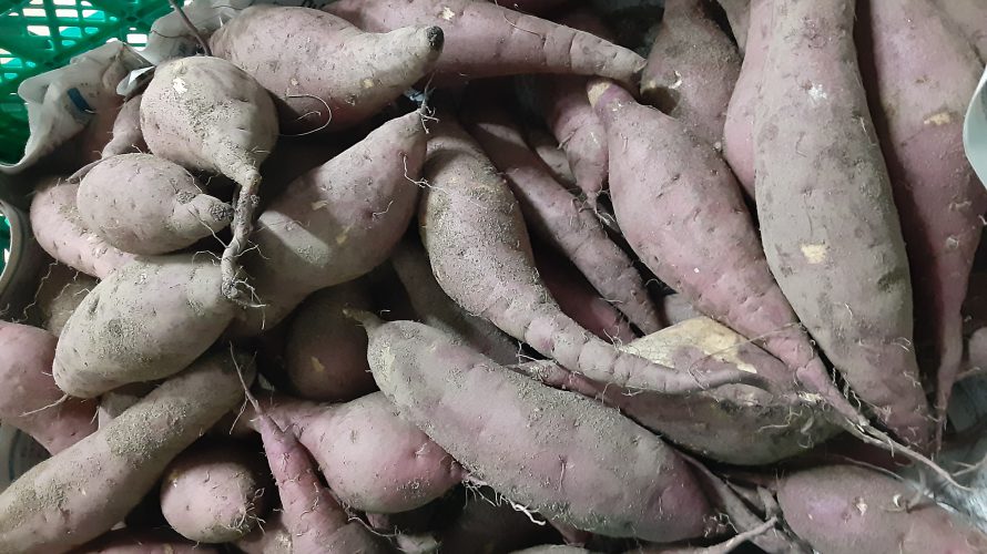 セルホー秋の遠足～芋ほり～🍠